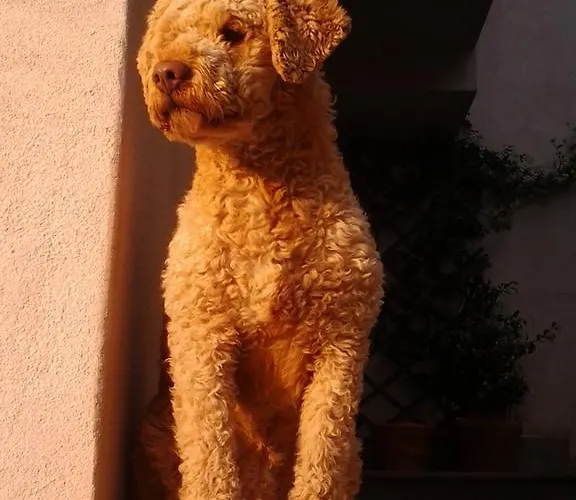 Il Castello Appartamento Pescina